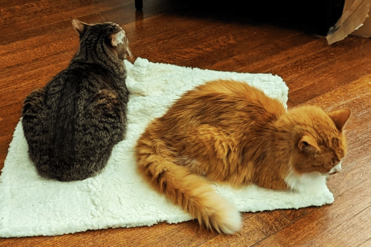 Blanket Bliss What Type Of Blanket Is Best For Cats?