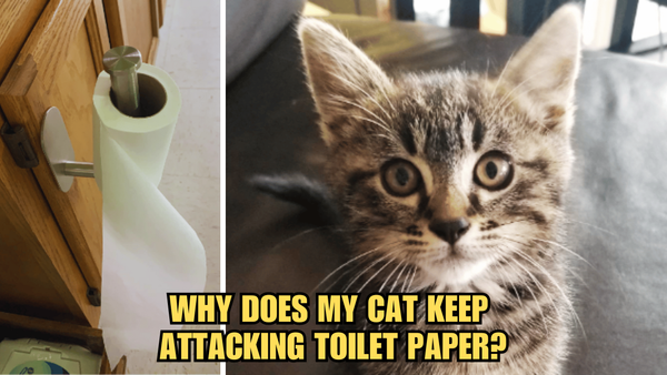 Furry Vandals: Why Does My Cat Keep Attacking Toilet Paper?