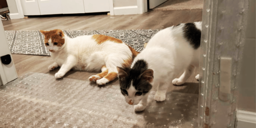 Kitty vs. TP Why Does My Cat Keep Ripping Up Toilet Paper?