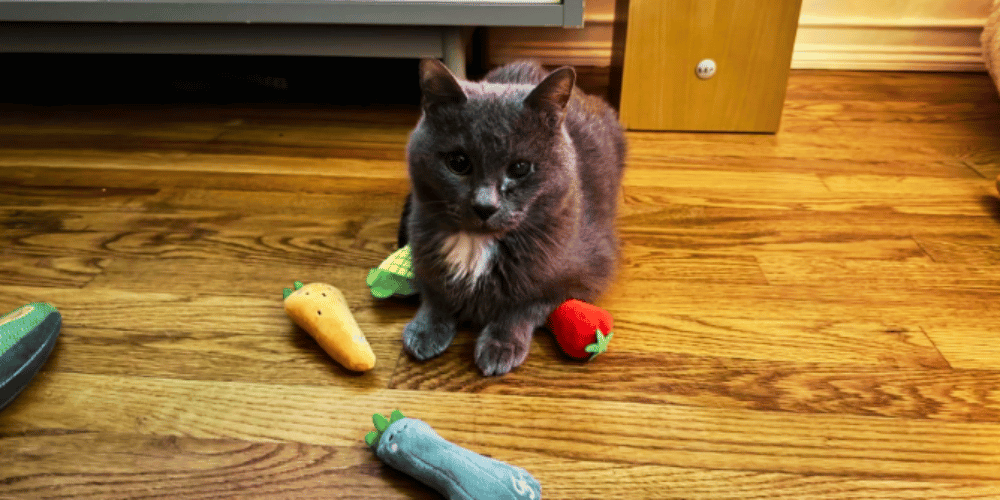 Kitty vs. TP Why Does My Cat Keep Ripping Up Toilet Paper?