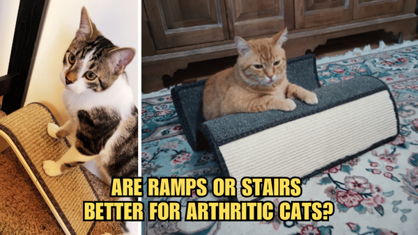 Feline Mobility: Are Ramps Or Stairs Better For Arthritic Cats?