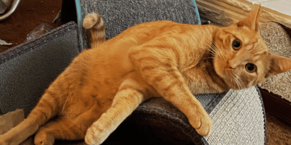 Feline Mobility Are Ramps Or Stairs Better For Arthritic Cats?