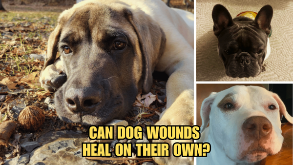 Healing Hounds: Can Dog Wounds Heal On Their Own?