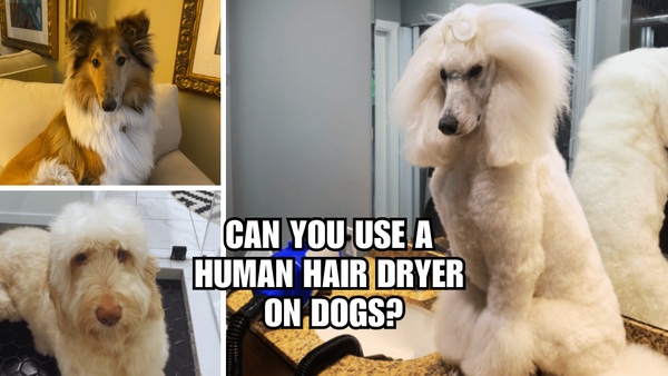 Wet Dog Woes: Can You Use A Human Hair Dryer On Dogs?
