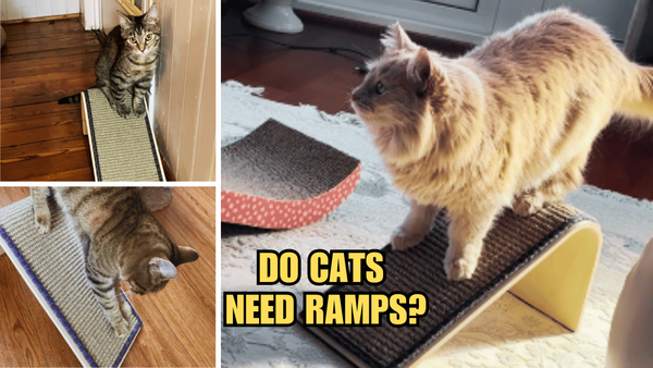 To Ramp or Not to Ramp: Do Cats Need Ramps?