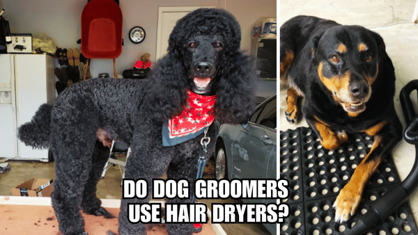 From Wet to Wow: Do Dog Groomers Use Hair Dryers?