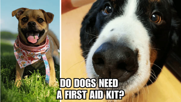 Dog First Aid Essentials: Do Dogs Need A First Aid Kit?