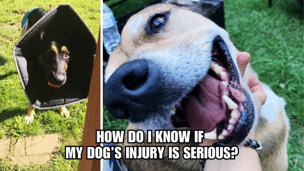 Don't Panic! How Do I Know If My Dog's Injury Is Serious?