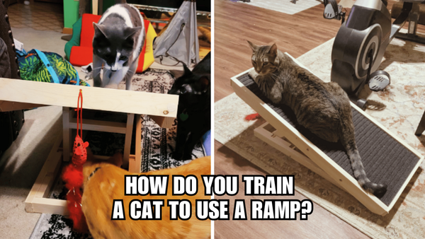 Cat Ramp Mastery: How Do You Train A Cat To Use A Ramp?