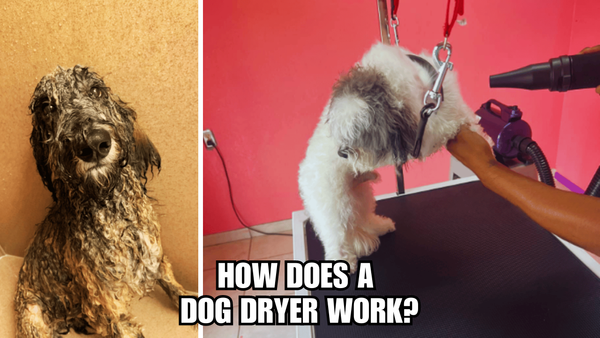 The Ultimate Guide to Fluffy Fur: How Does A Dog Dryer Work?