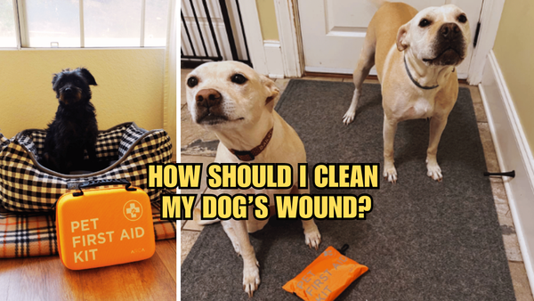 Pawsitively Clean: How Should I Clean My Dog's Wound?