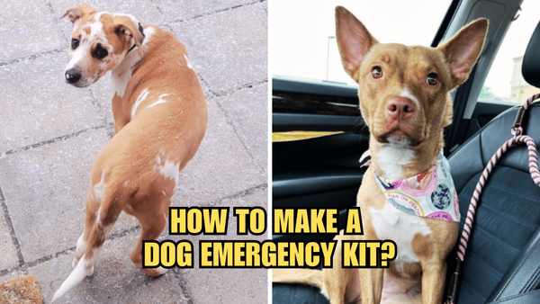 Puppy Peril Prep: How To Make A Dog Emergency Kit?