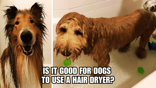Drying Doggos: Is It Good For Dogs To Use A Hair Dryer?