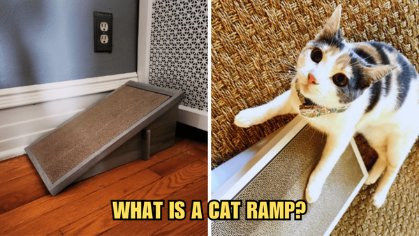 Feline Access All Areas: What Is A Cat Ramp?