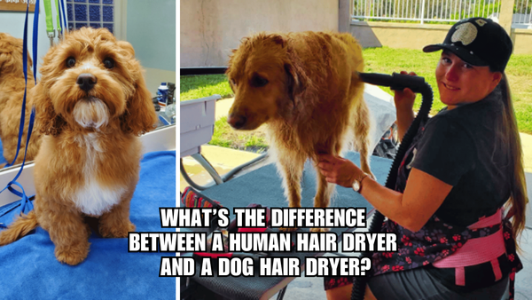 Barking Mad: Human Hair Dryers vs. Dog Hair Dryers Unraveled