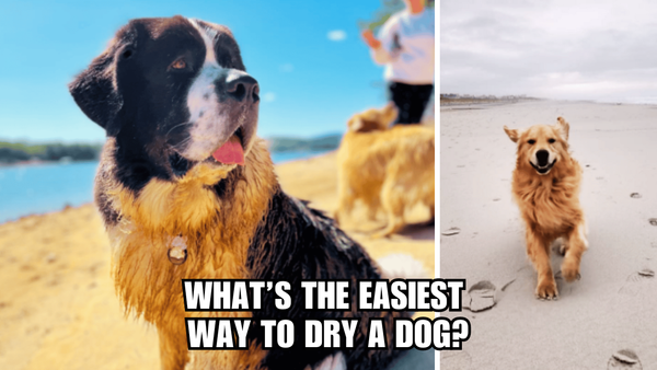 Speedy Dog Drying: What's The Easiest Way To Dry A Dog?