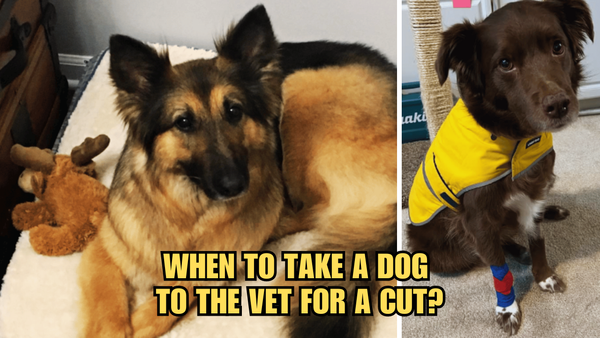 Cut Care 101: When To Take A Dog To The Vet For A Cut?