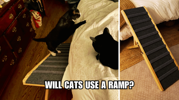 Ramp Up Your Cat's Life: Will Cats Use A Ramp?