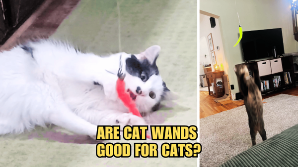 Pouncing on the Truth: Are Cat Wands Good For Cats?