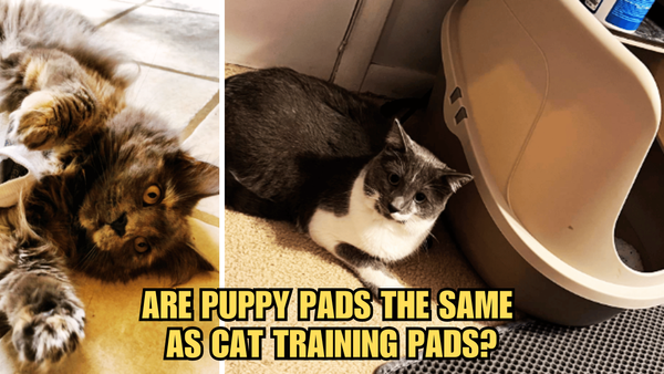Inside Scoop: Are Puppy Pads The Same As Cat Training Pads?