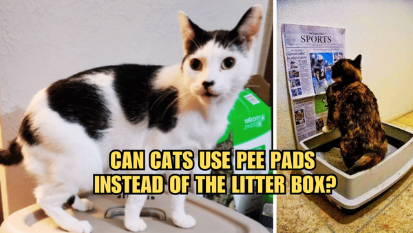 Can Cats Use Pee Pads Instead Of The Litter Box?