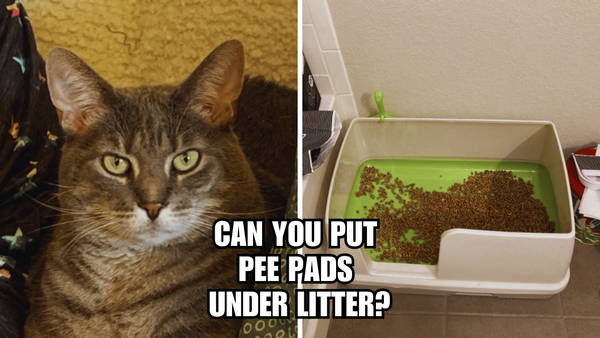 Cleaner, Fresher, Easier: Can You Put Pee Pads Under Litter?