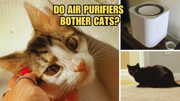 Air Anxieties: Do Air Purifiers Bother Cats?