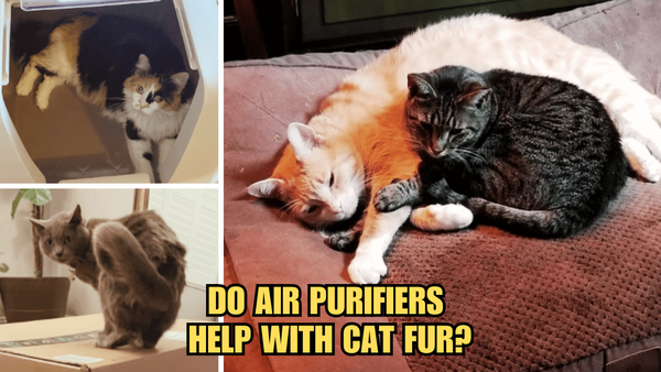 Cat Lovers' Must-Have: Do Air Purifiers Help With Cat Fur?