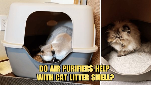 Clear the Air: Do Air Purifiers Help With Cat Litter Smell?