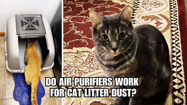Breathe Easier: Do Air Purifiers Work For Cat Litter Dust?