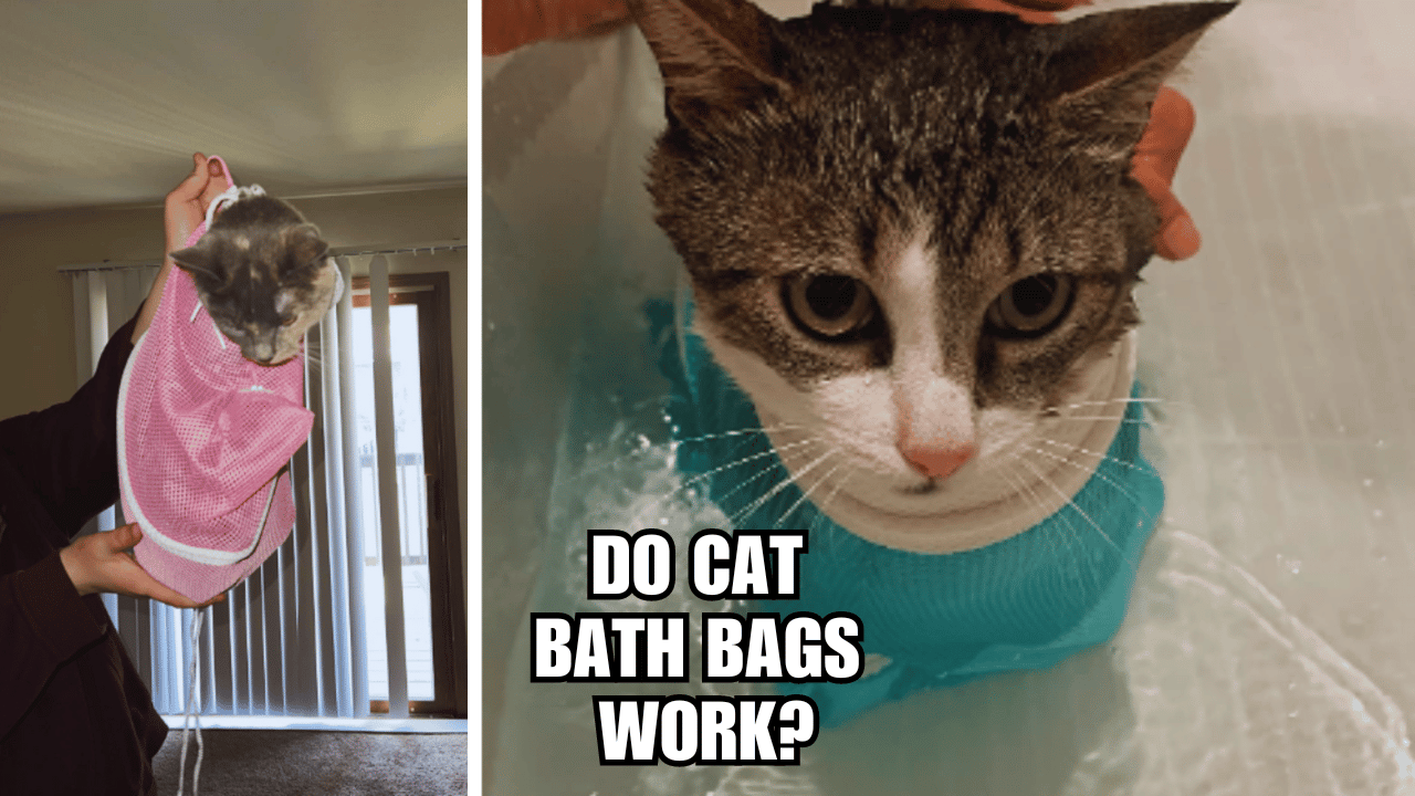 Cat Bath Bags Demystified: Do Cat Bath Bags Work?