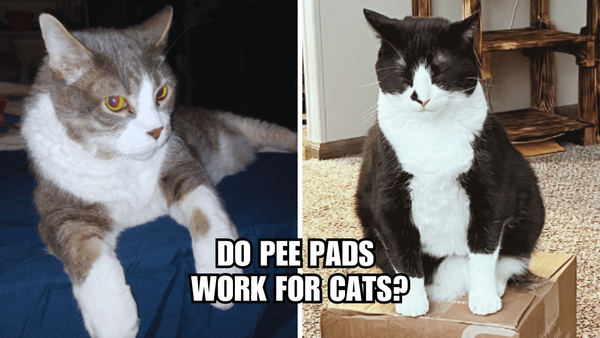 Feline Cleanup Revolution: Do Pee Pads Work For Cats?