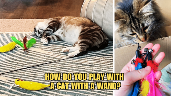 Wand Wonders: How Do You Play With A Cat With A Wand?