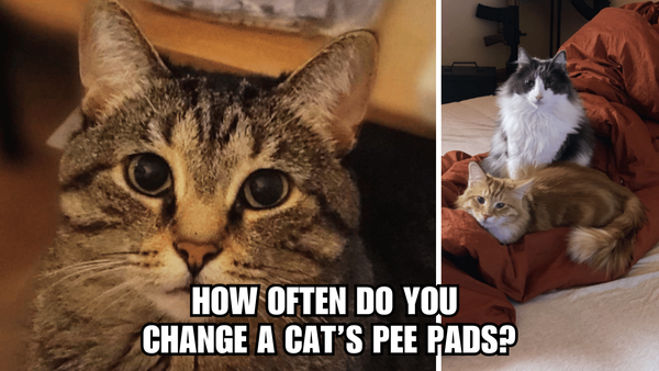 Pee Pad Puzzle: How Often Do You Change A Cat's Pee Pad?