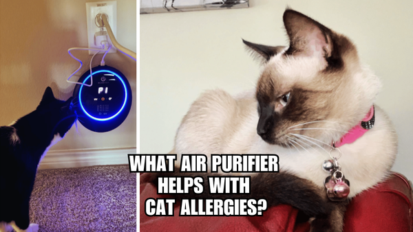 Sneeze No More: What Air Purifier Helps With Cat Allergies?