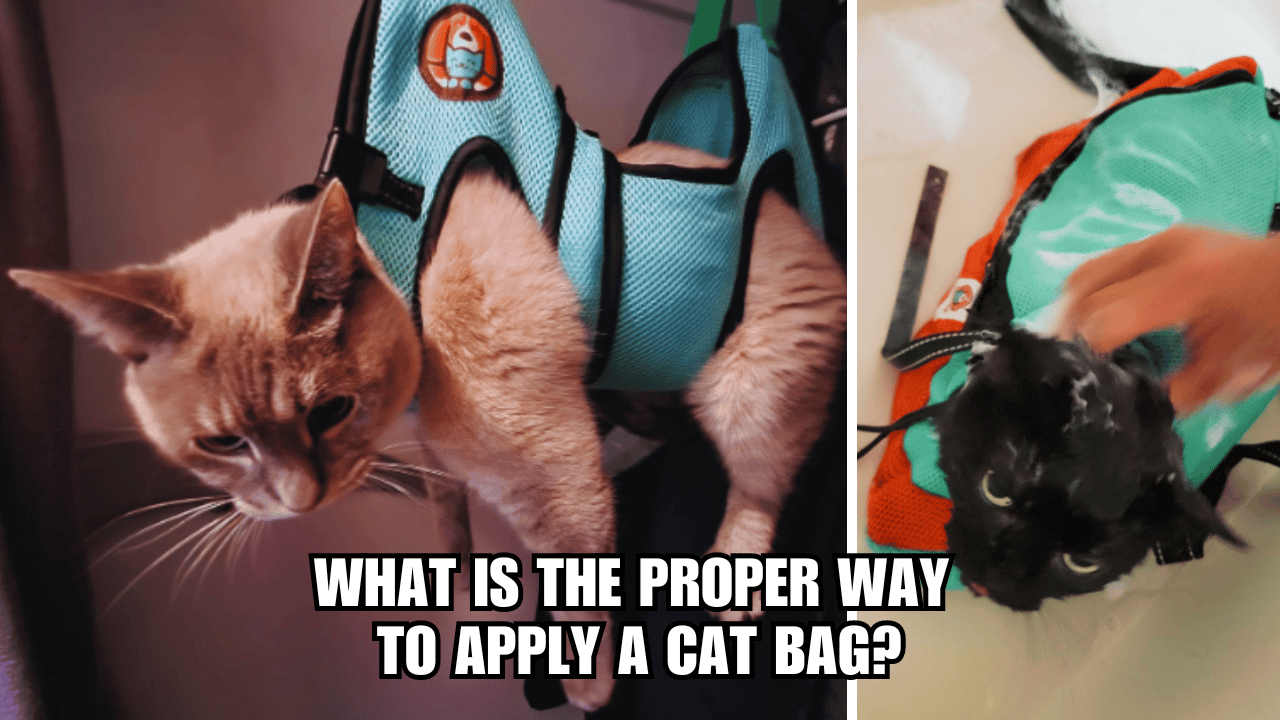 Bag It Up: What Is The Proper Way To Apply A Cat Bag?