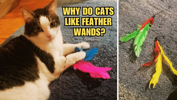 Feather Wands Unleashed: Why Do Cats Like Feather Wands?