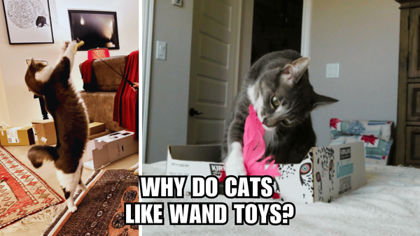 Unraveling the Mystery: Why Do Cats Like Wand Toys?