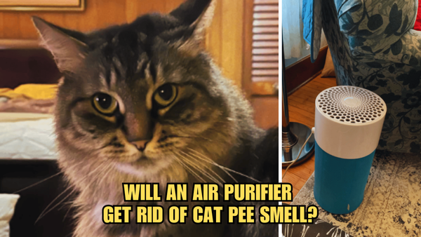 Odor Out! Will An Air Purifier Get Rid Of Cat Pee Smell?