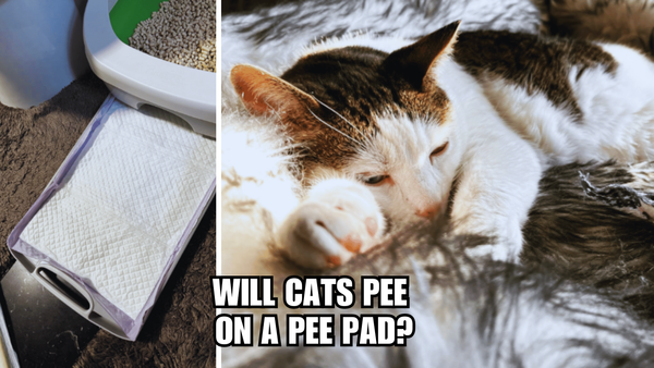 Cat Behavior Unraveled: Will Cats Pee On A Pee Pad?