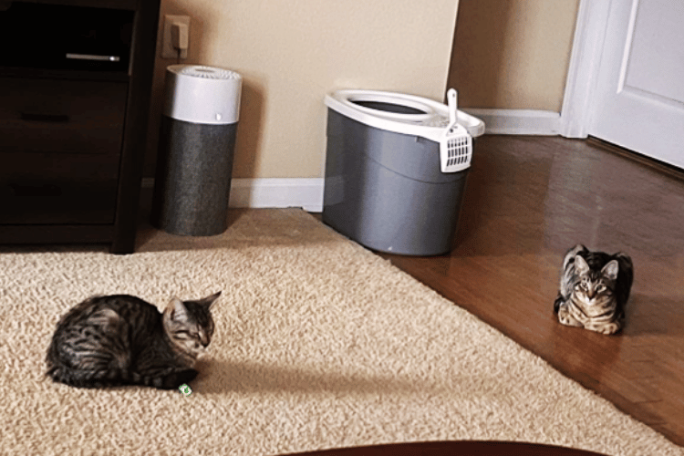 Clear the Air Do Air Purifiers Help With Cat Litter Smell?