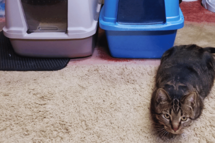 Breathe Easier Do Air Purifiers Work For Cat Litter Dust?