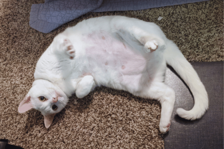 Sneeze No More What Air Purifier Helps With Cat Allergies?