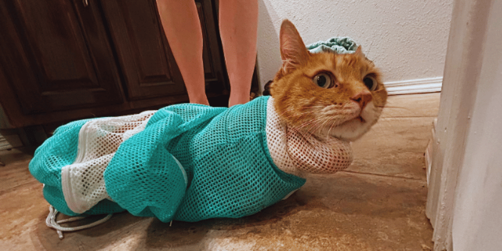 Cat Bath Bags Demystified What Is A Cat Bath Bag?