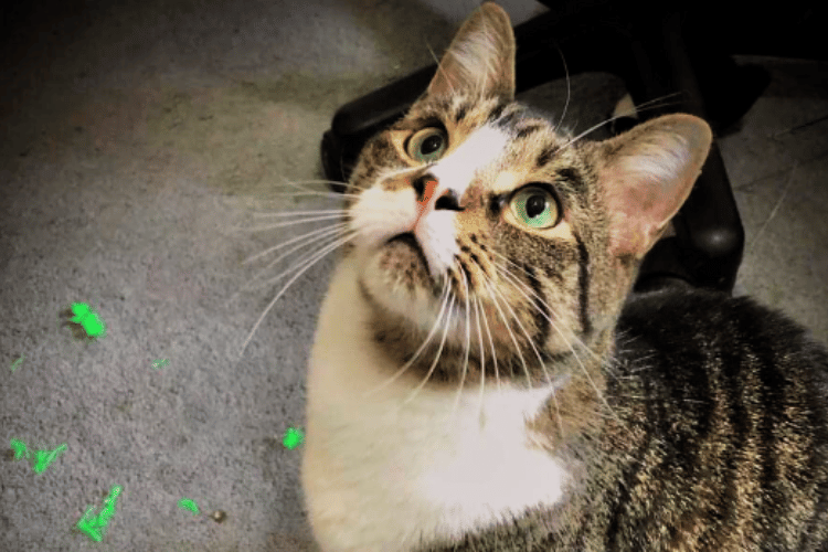 Feather Wands Unleashed Why Do Cats Like Feather Wands?