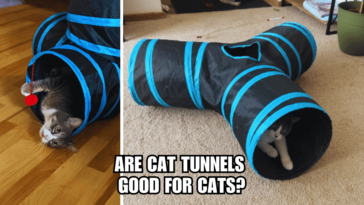 Cat Tunnels Exposed: Are Cat Tunnels Good For Cats?