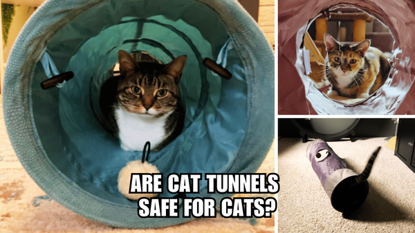 The Cat Tunnel Dilemma: Are Cat Tunnels Safe For Cats?