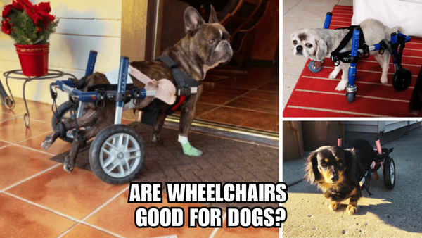 Wheels of Love: Are Wheelchairs Good For Dogs?