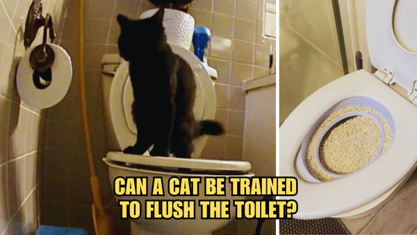 Flush and Furry: Can A Cat Be Trained To Flush The Toilet?