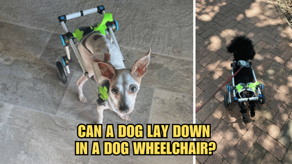 Sit, Stay, Roll: Can A Dog Lay Down In A Dog Wheelchair?